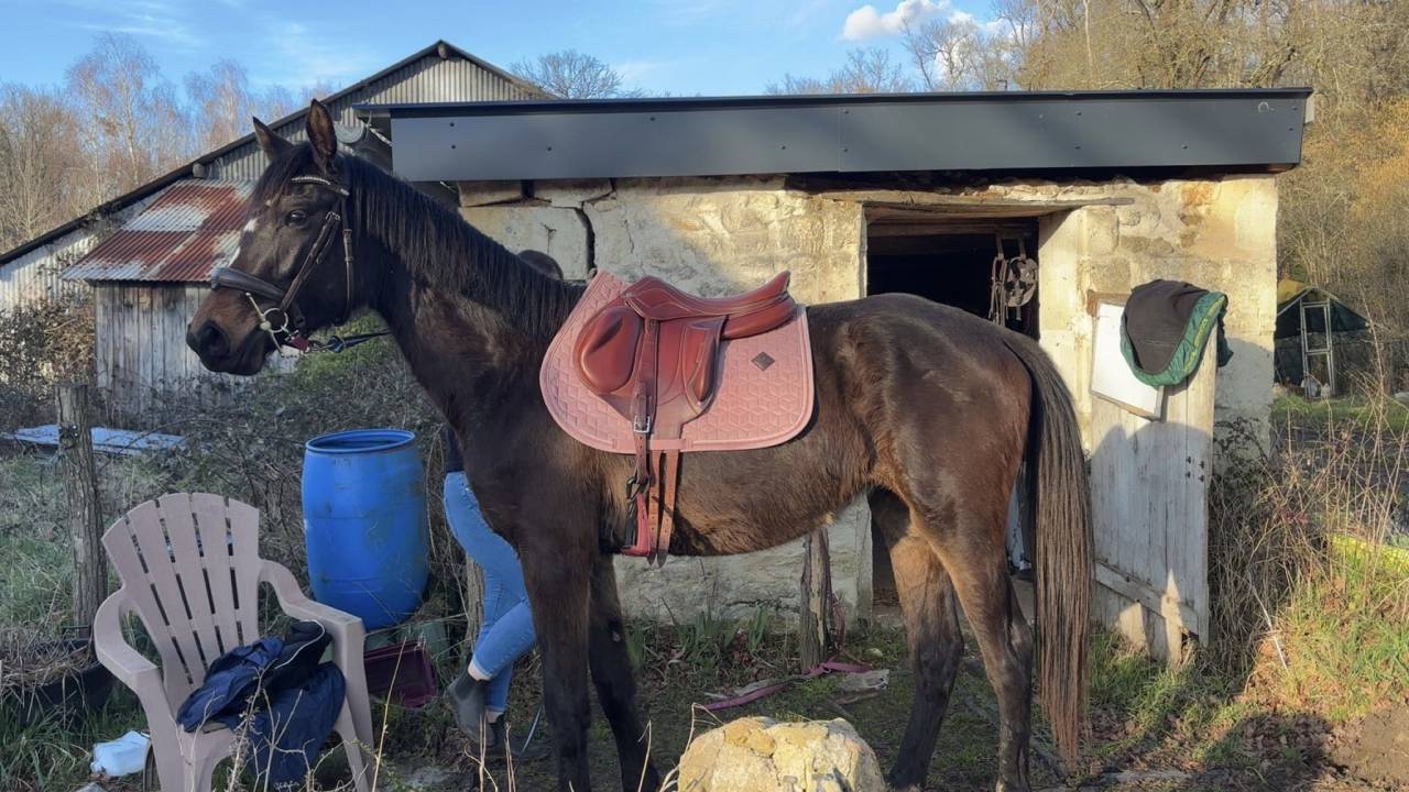 Jument id&eacute;ale Cso ou cce 