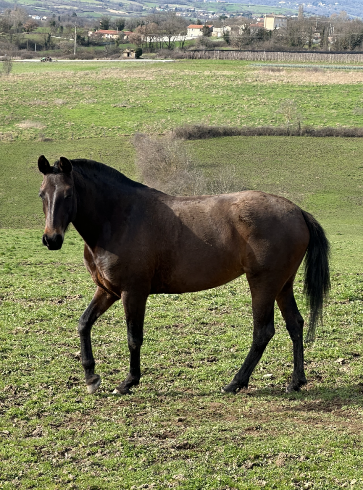 Jument pur sang lusitanien 5ans 