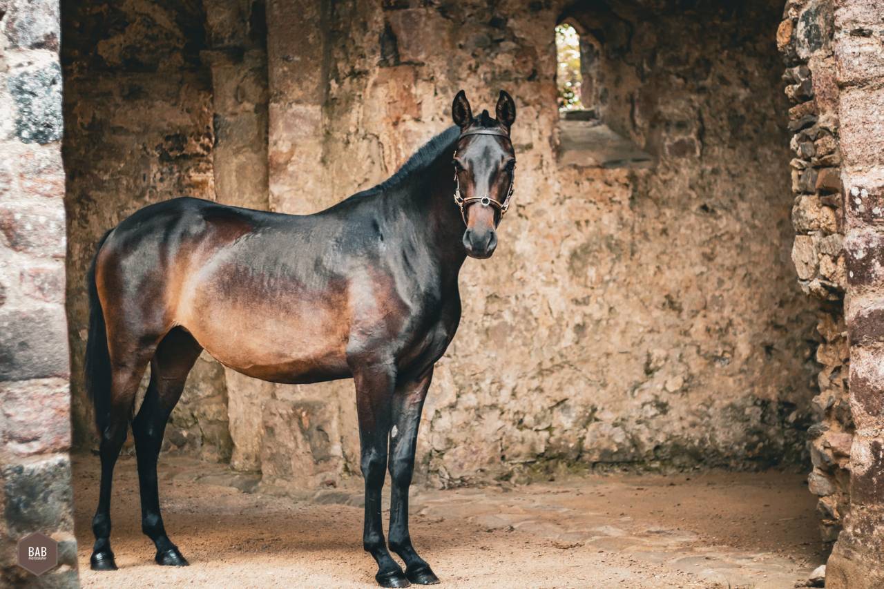 Jument pur sang lusitanien 5ans 