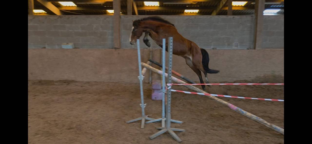 Poney 3 ans D (d&eacute;bourr&eacute;) p&egrave;re tournant en GRand prix