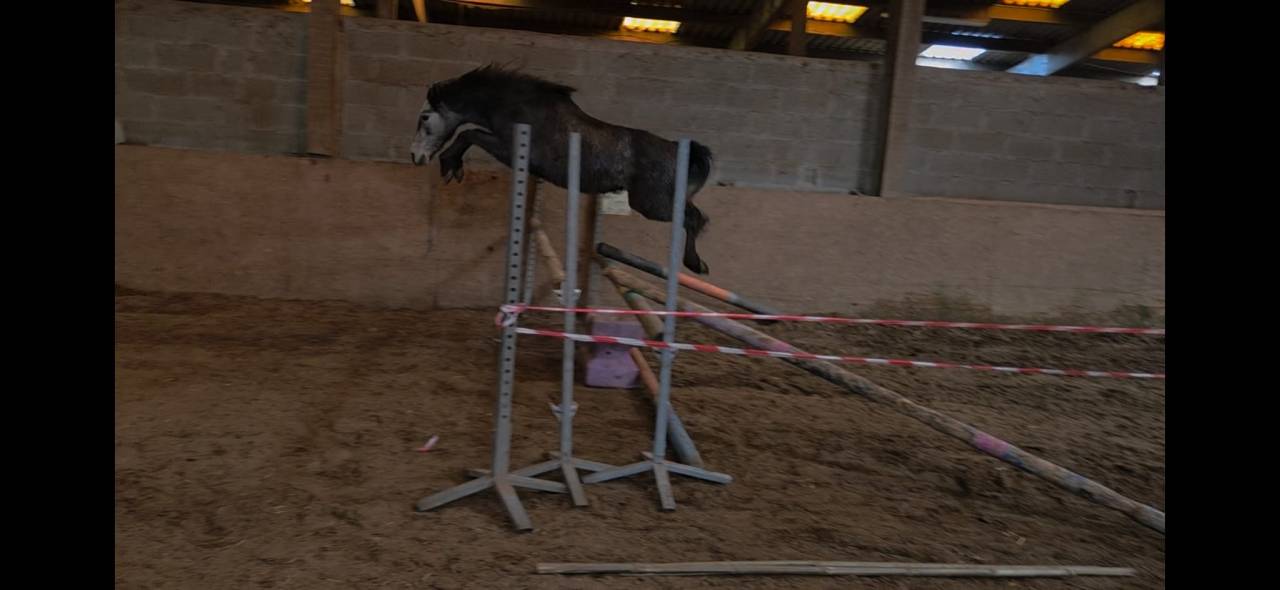 Poney C de 3 ans (d&eacute;bourr&eacute;) tr&egrave;s int&eacute;ressant 