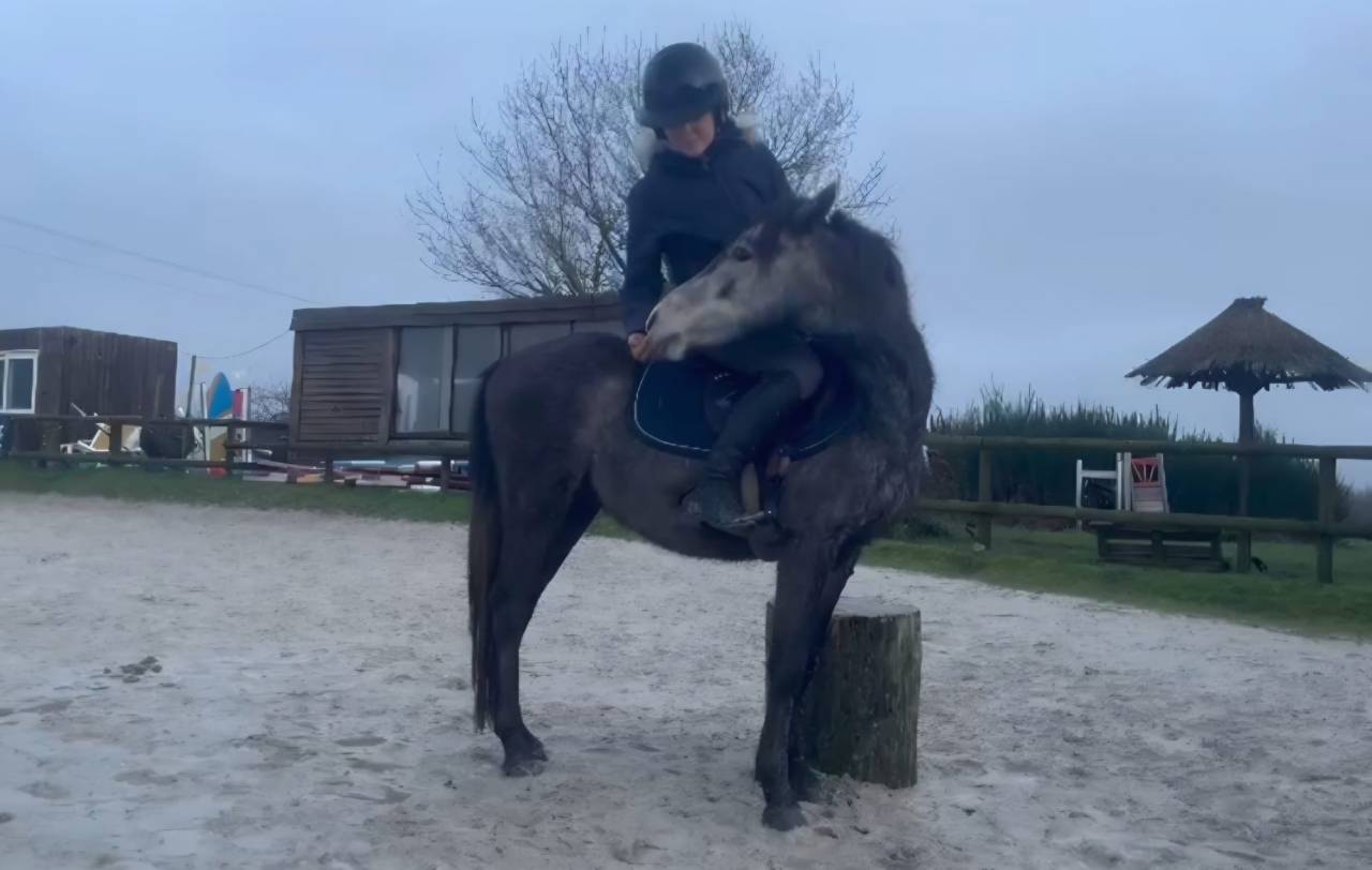Poney C de 3 ans (d&eacute;bourr&eacute;) tr&egrave;s int&eacute;ressant 