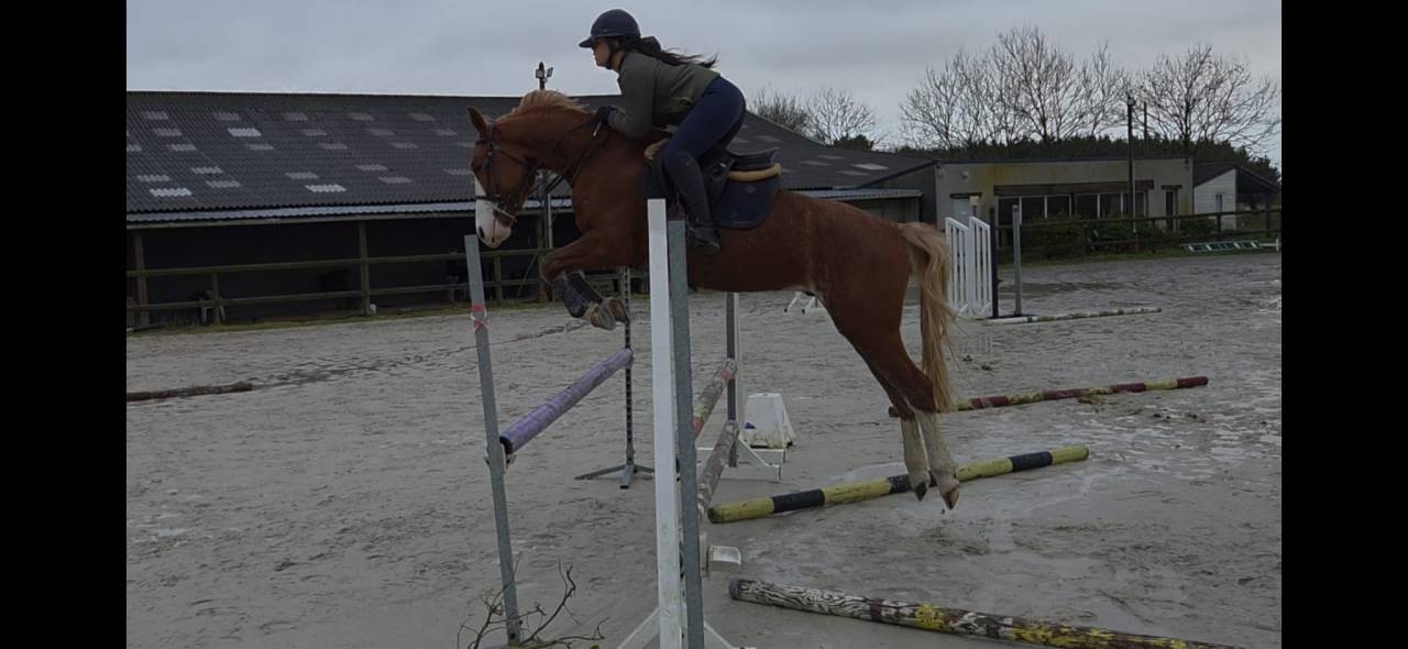 Poney 4 ans D ( d&eacute;bourr&eacute; et pr&ecirc;t sur un parcours)