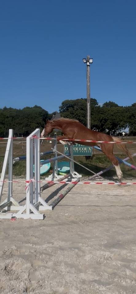 Poney 4 ans D ( d&eacute;bourr&eacute; et pr&ecirc;t sur un parcours)
