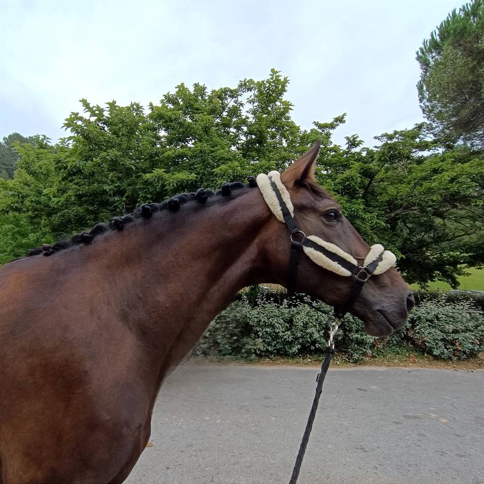 Magnifique grand cheval pour balades