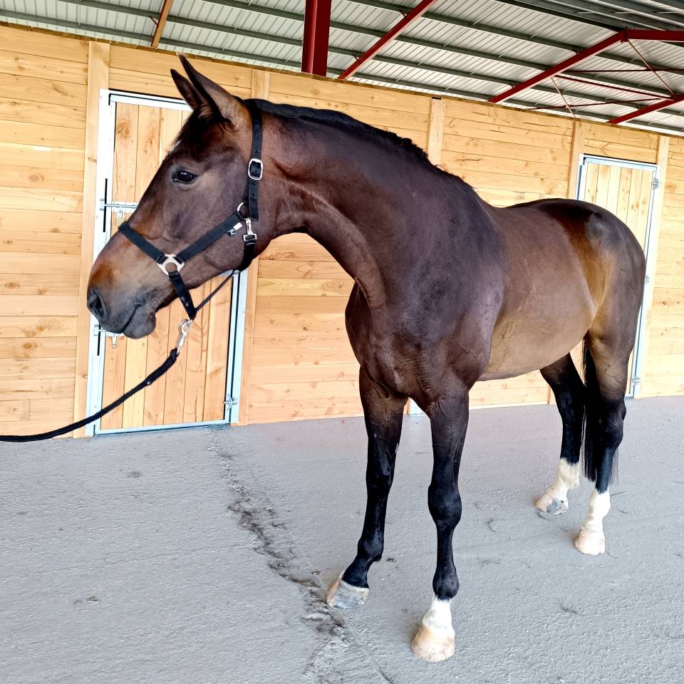 Magnifique grand cheval pour balades