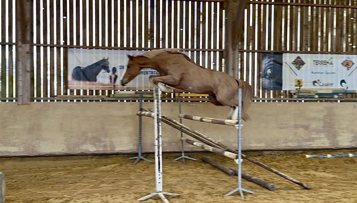 ?SUPER LOOK POUR CE HONGRE DE 5 ANS ?