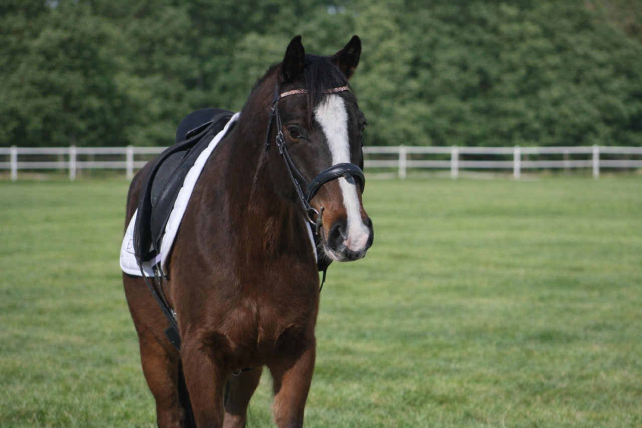 Hongre - PFS - 4 ans - Dressage / CSO - France