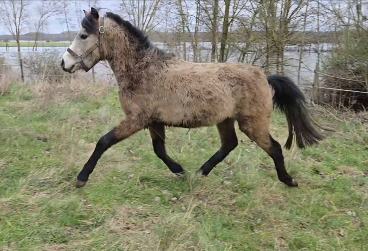 Entier PFS 3 ans taille B