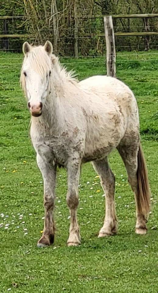 Hongre Welsh part bred 4 ans taille B