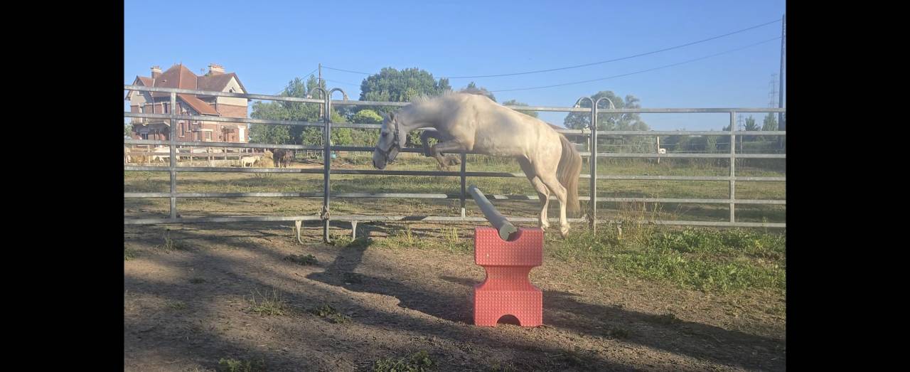 Hongre Welsh part bred 4 ans taille B