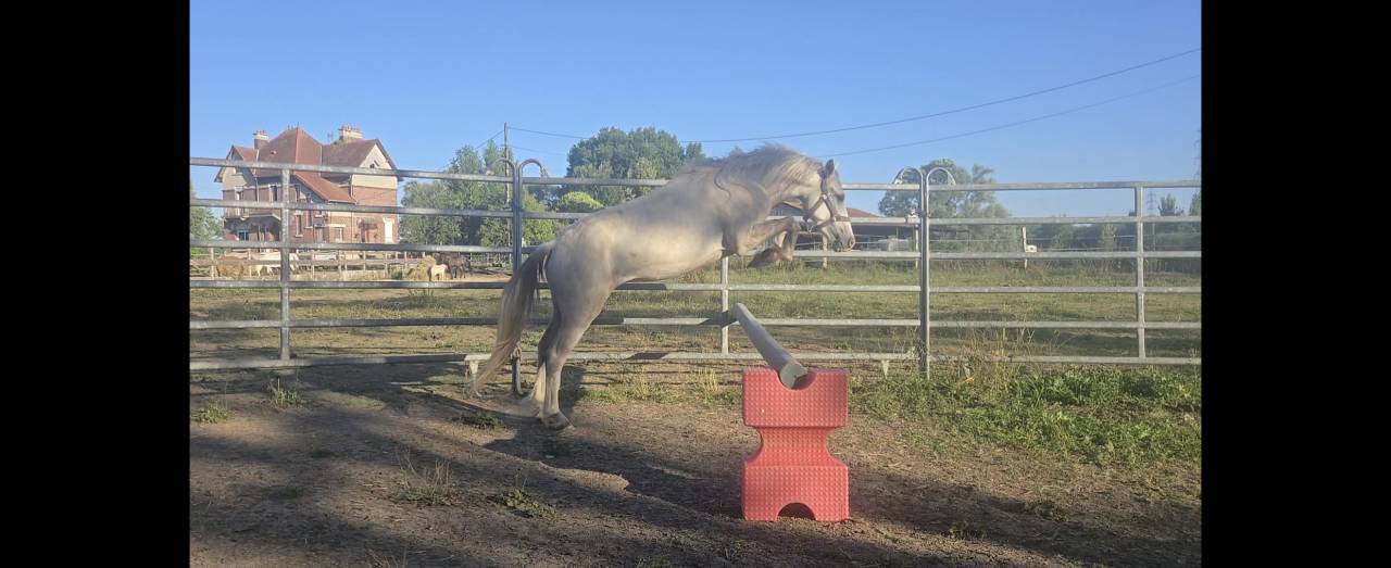 Hongre Welsh part bred 4 ans taille B