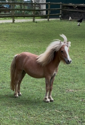 Poulain miniature alezan crins lav&eacute;s pleins papiers