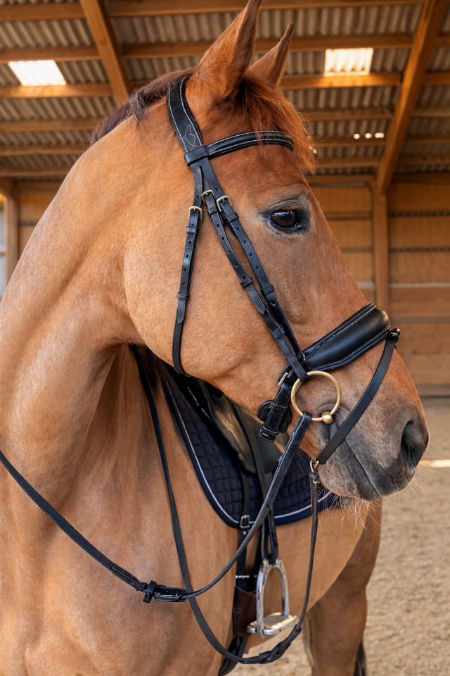 Jument - KWPN - 10 ans - Dressage - France