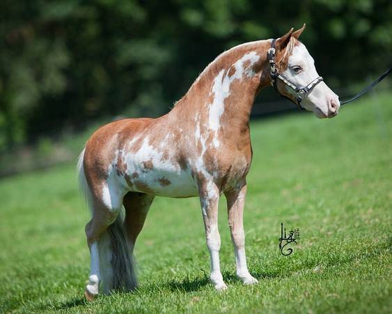 Jument Miniature Fran&ccedil;aise silver grulla