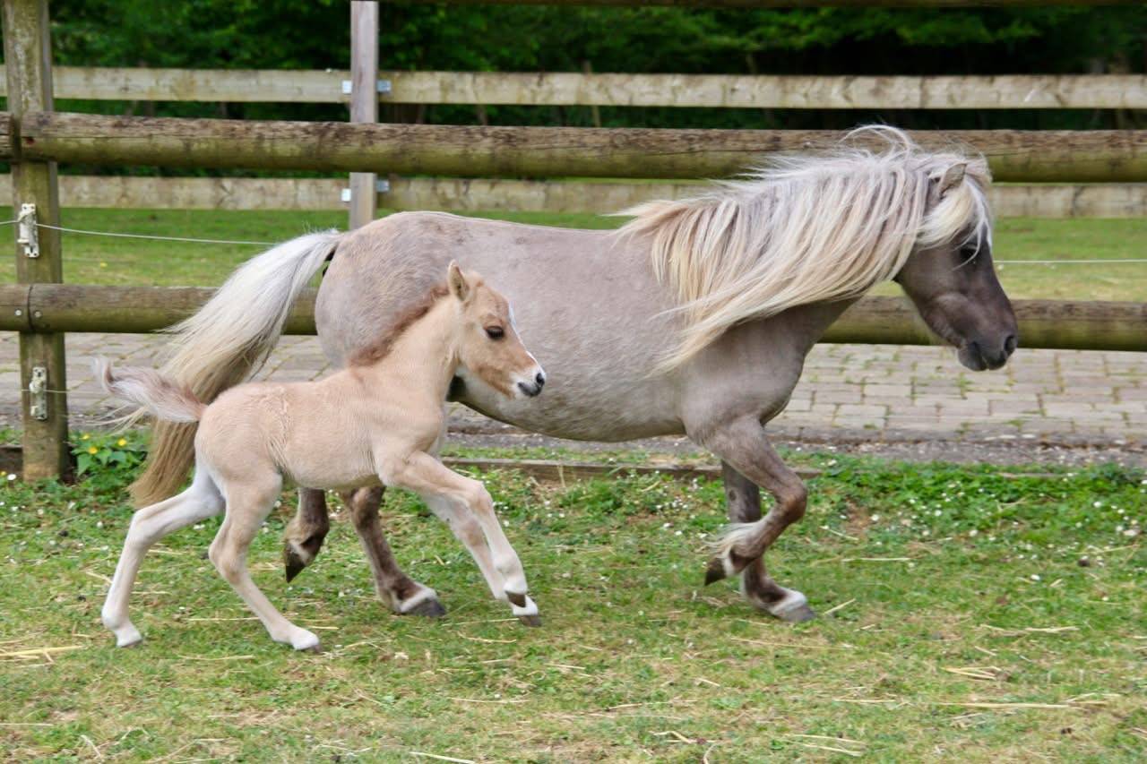 Jument Miniature Fran&ccedil;aise silver grulla
