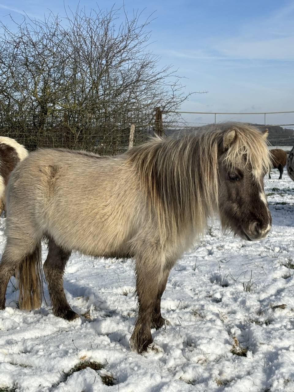 Jument Miniature Fran&ccedil;aise silver grulla