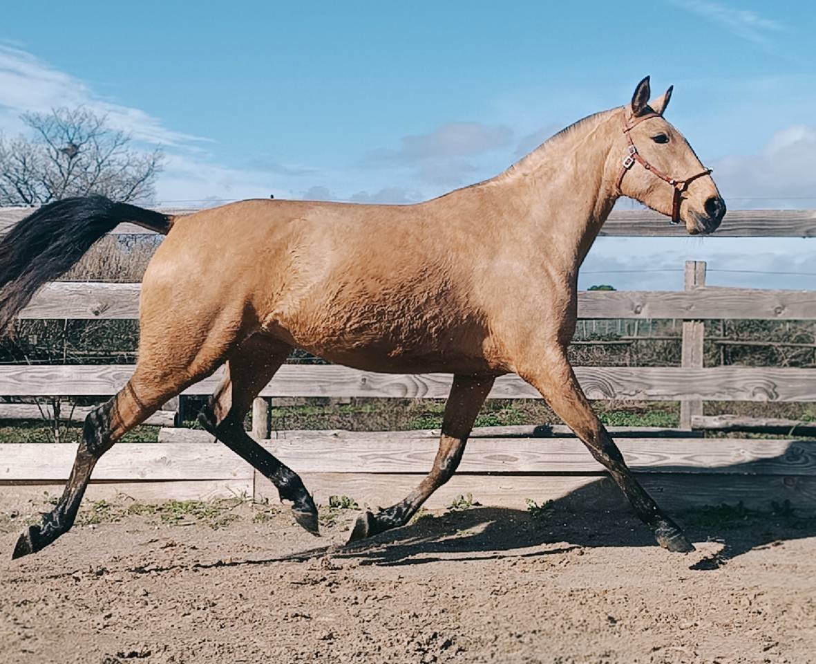 Jument PSL 4 ANS ISABELLE 