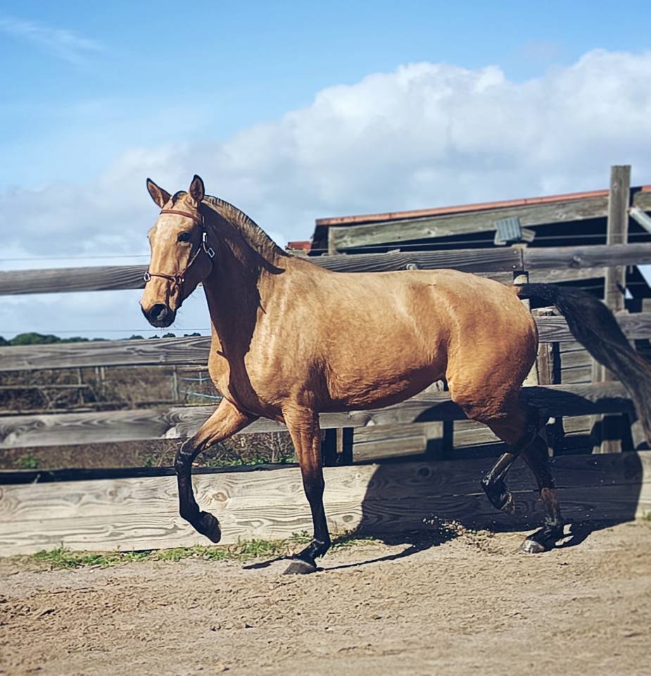 Jument PSL 4 ANS ISABELLE 