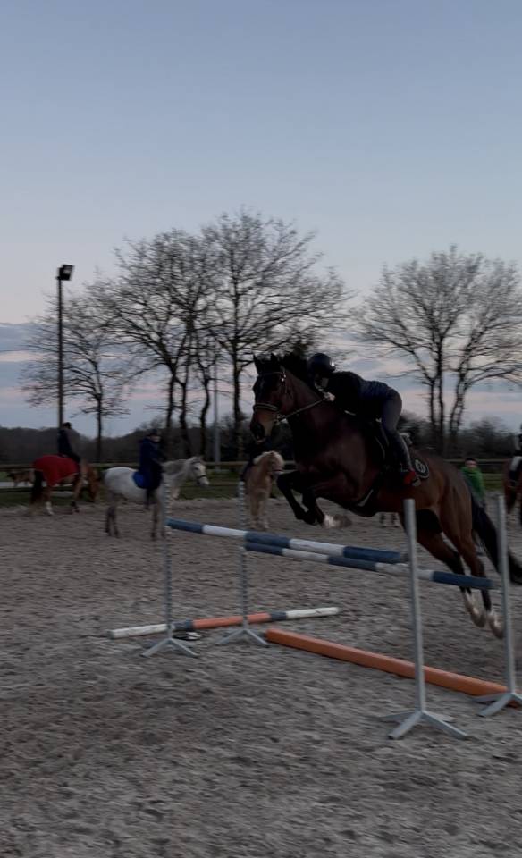 Cheval &agrave; Vendre 