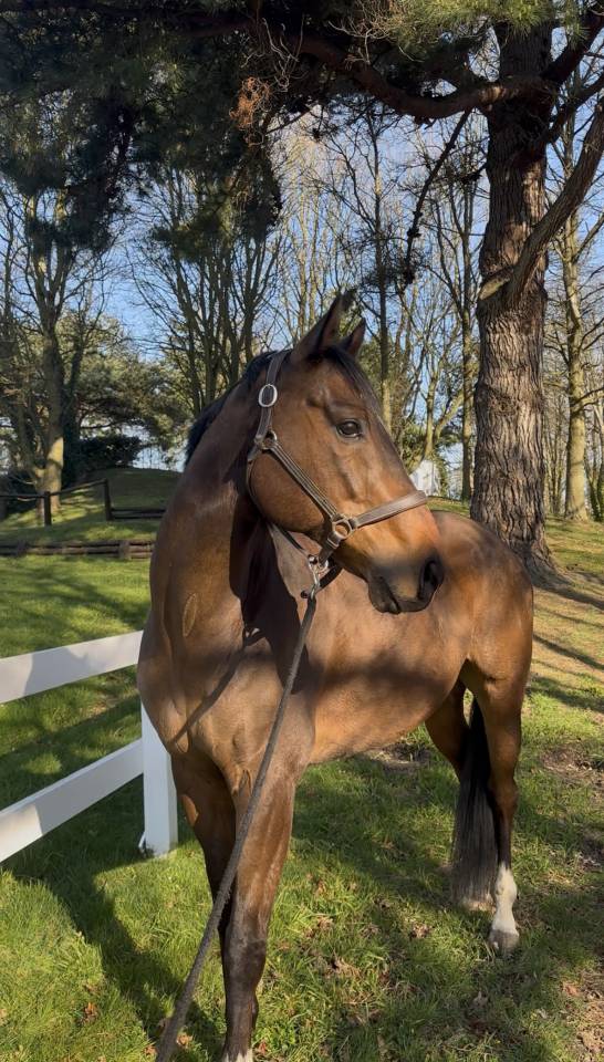 Cheval &agrave; Vendre 