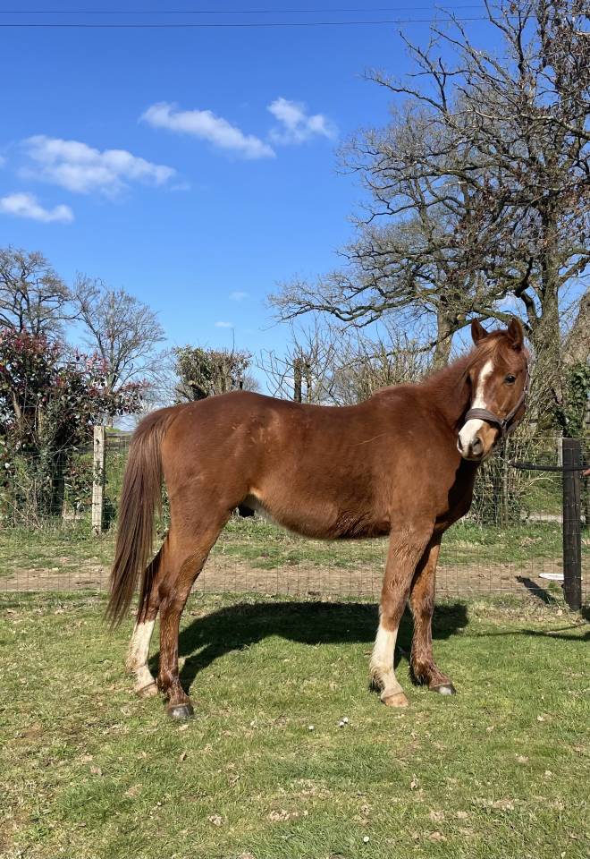 Hongre de 4 ans petit prix 