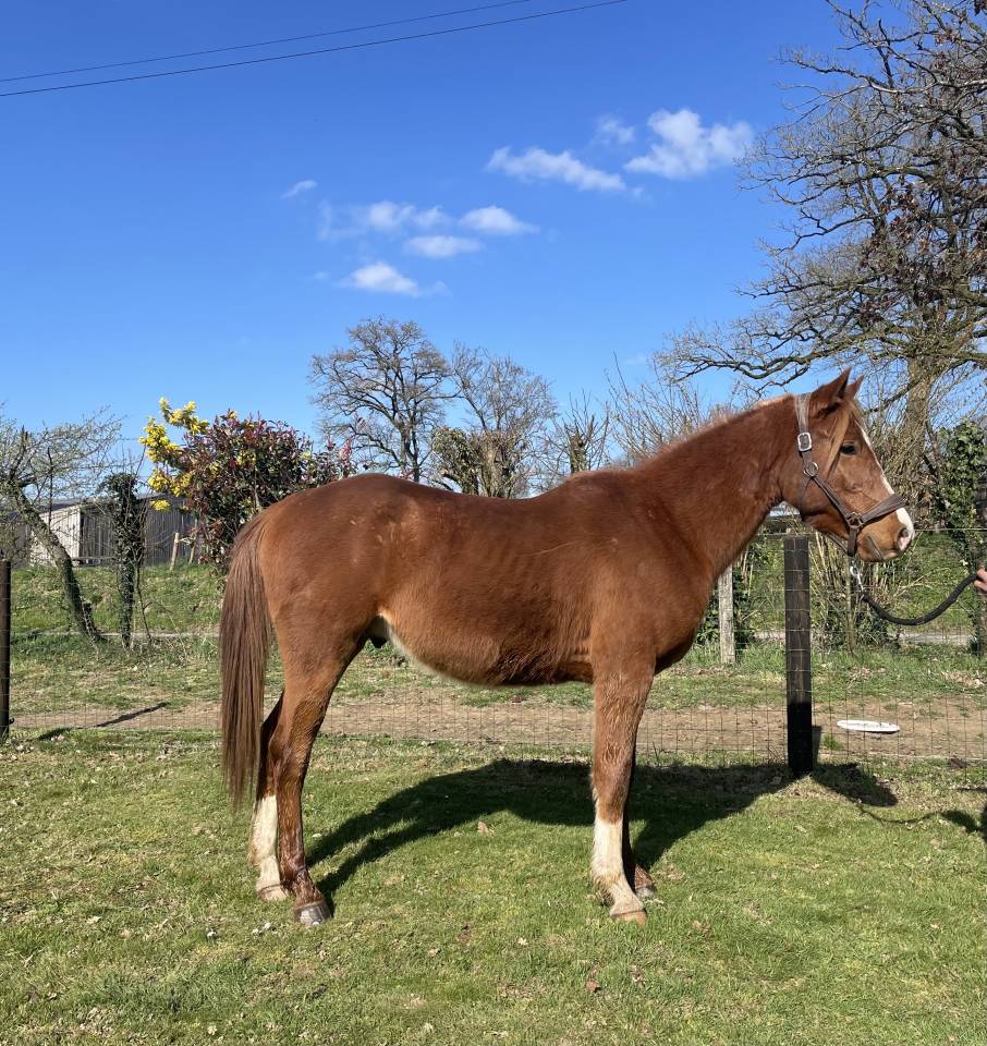 Hongre de 4 ans petit prix 