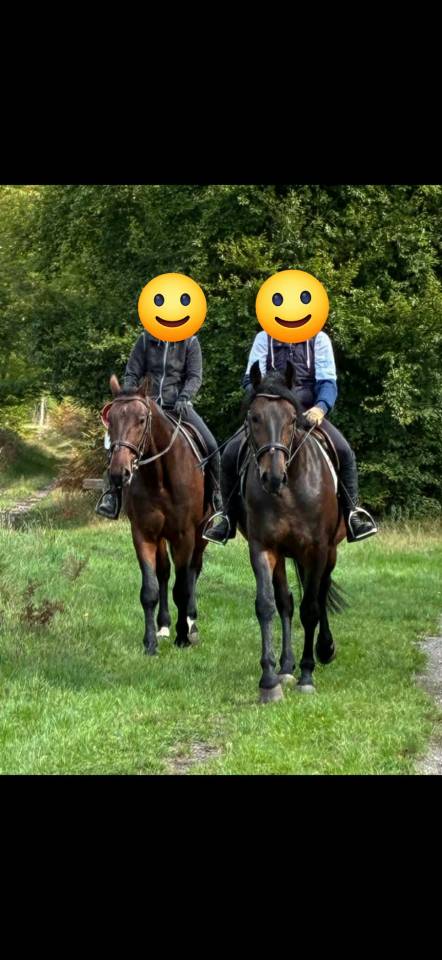 Paire de chevaux d'attelage