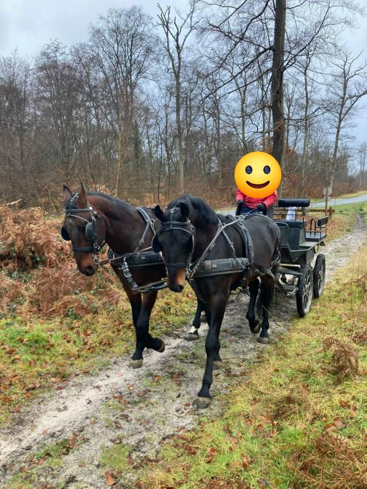 Paire de chevaux d'attelage