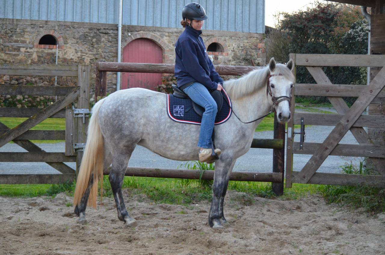 Femelle Connemara 5 ans Top origines Dexter Poetic Just