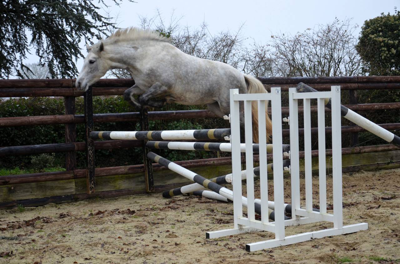 Femelle Connemara 5 ans Top origines Dexter Poetic Just