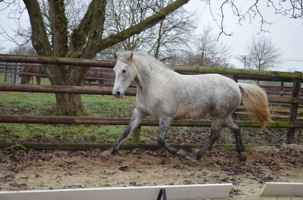 Femelle Connemara 5 ans Top origines Dexter Poetic Just