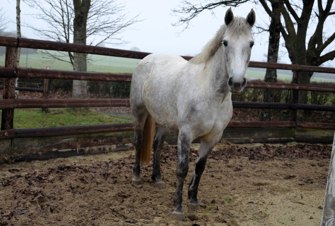 Femelle Connemara 5 ans Top origines Dexter Poetic Just