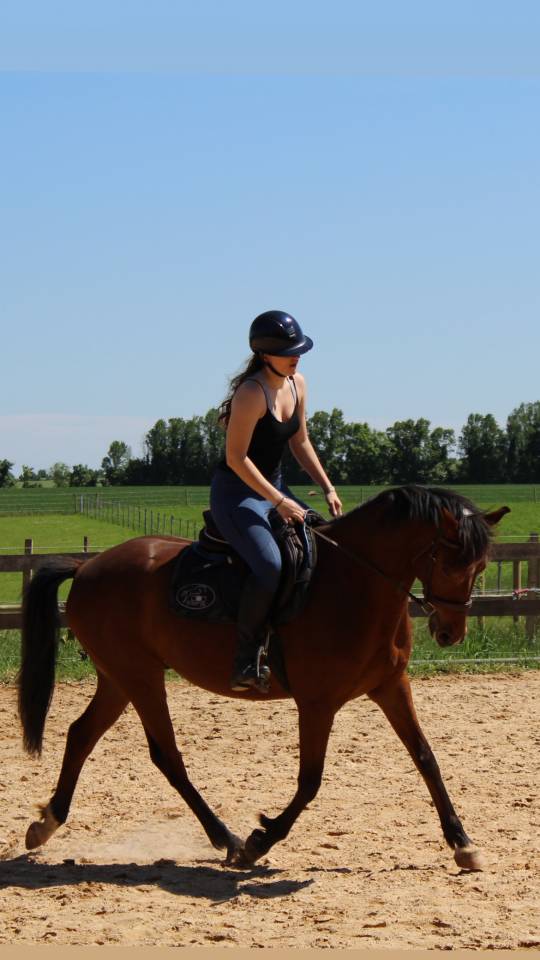 Cheval &agrave; vendre 