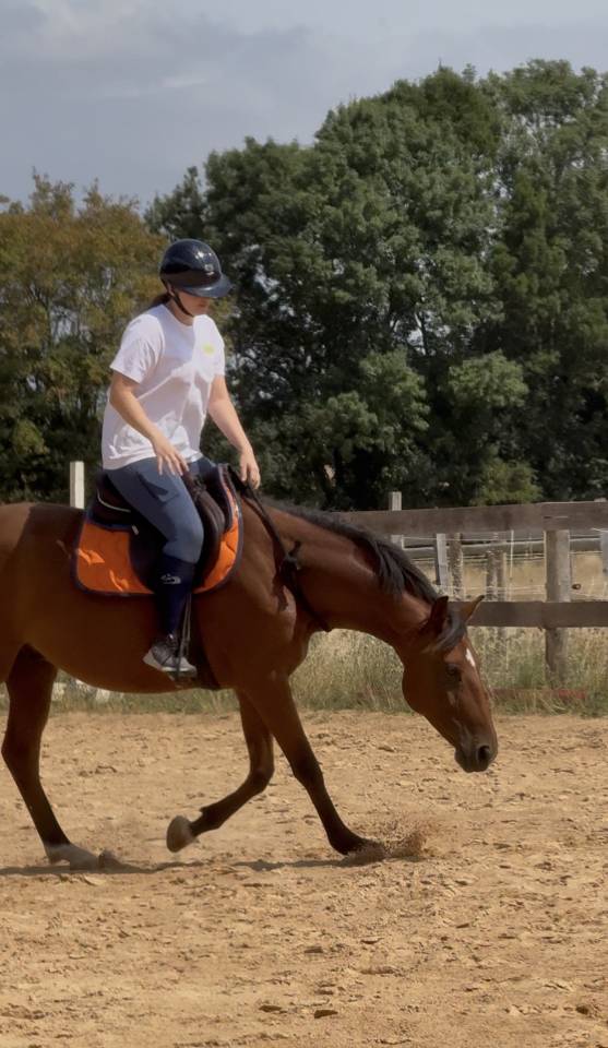 Cheval &agrave; vendre 