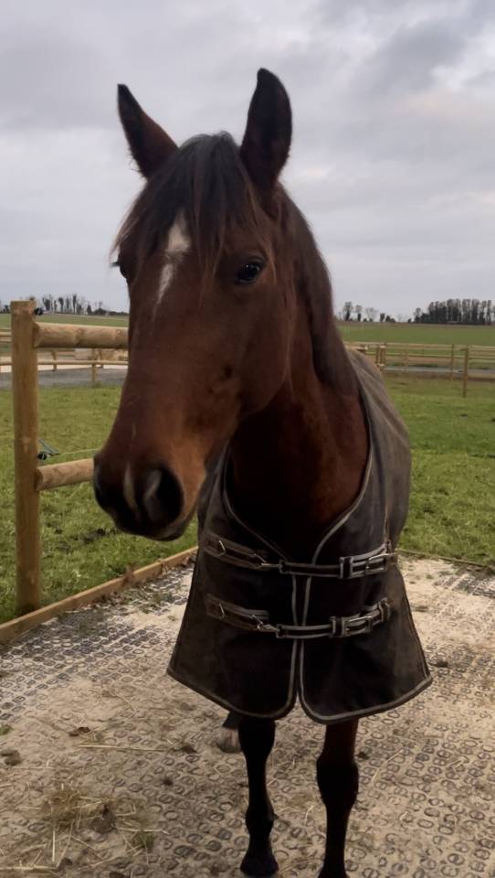 Cheval &agrave; vendre 