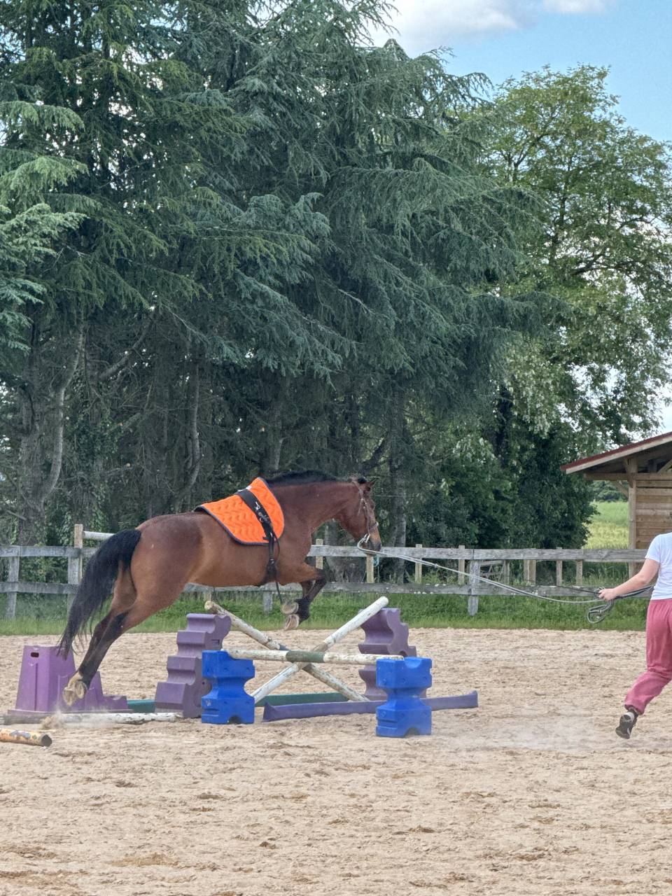 Cheval &agrave; vendre 