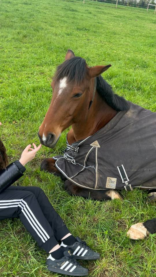 Cheval &agrave; vendre 