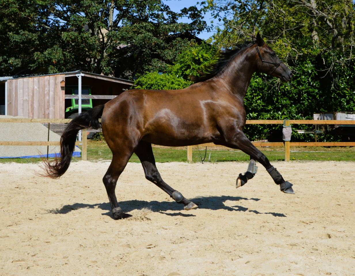 Jeune jument 100% dressage