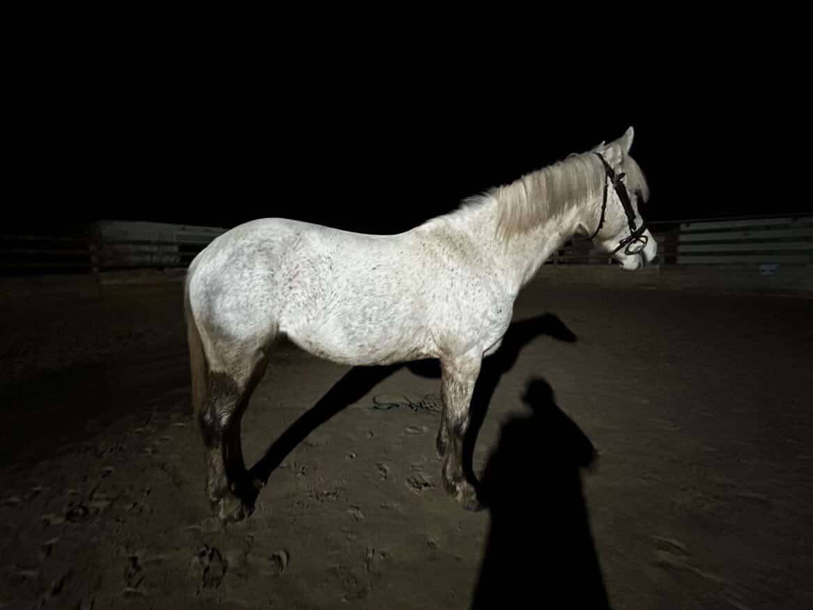 Ponette de 9 ans &agrave; vendre 