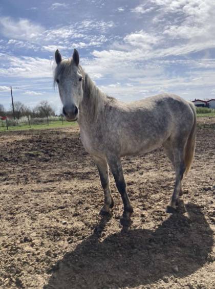 Ponette de 9 ans &agrave; vendre 