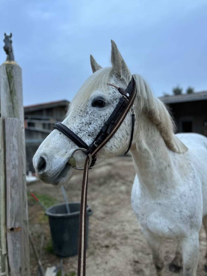 Ponette de 9 ans &agrave; vendre 