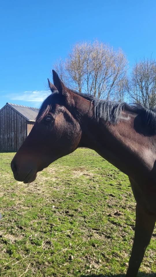 Vend jument Ciscky pour poulini&egrave;re