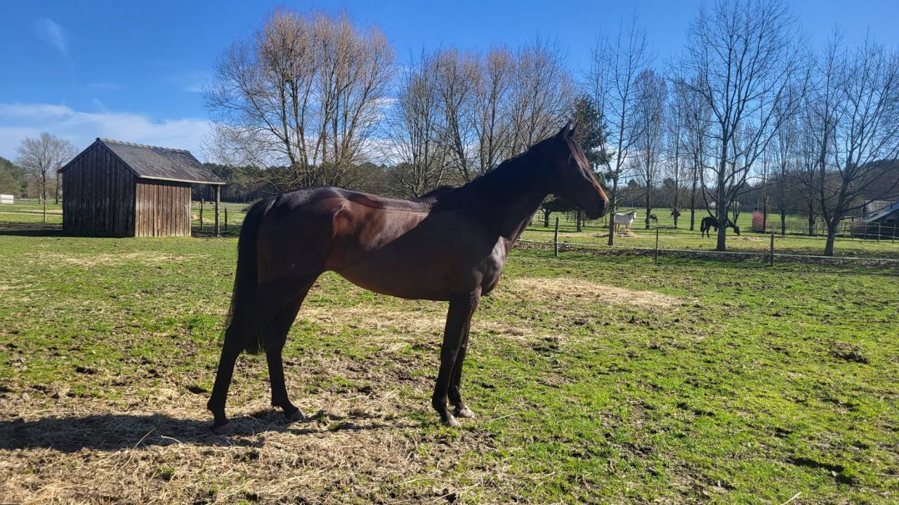 Vend jument Ciscky pour poulini&egrave;re