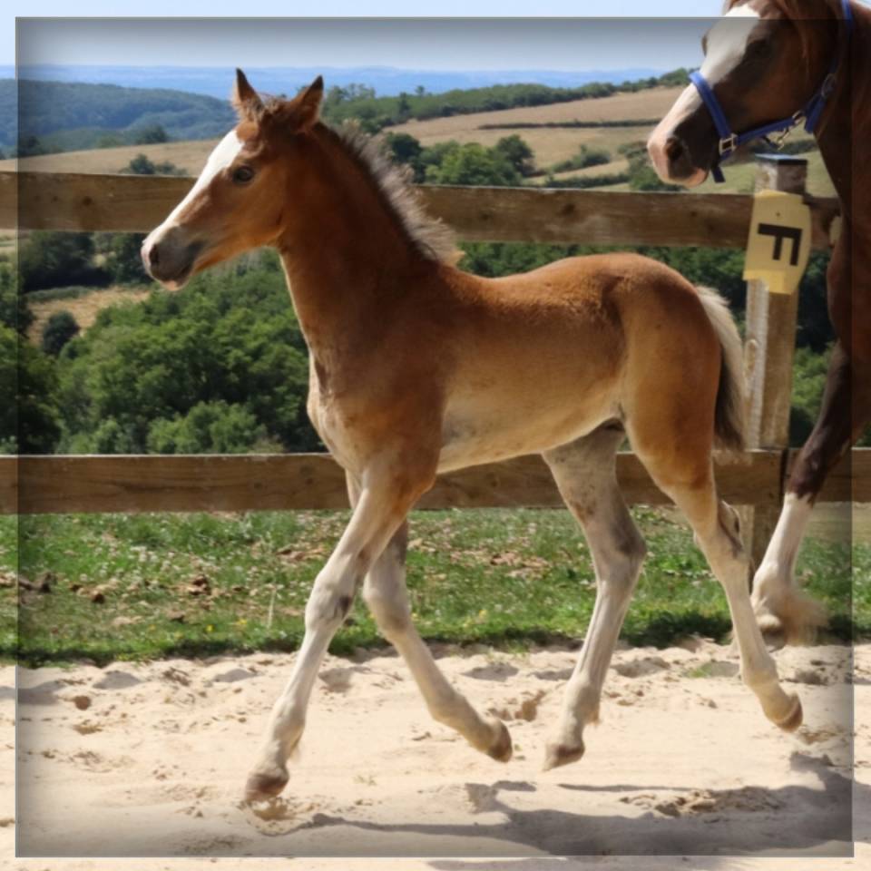 M&acirc;le Welsh cob 2025