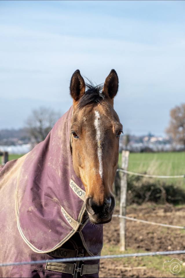 &Agrave; vendre Galileo 