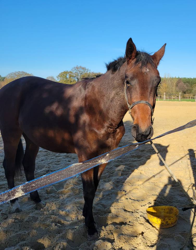 Casallo Z  belle pouliche