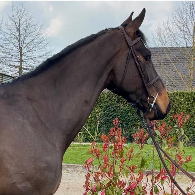 Hongre - 5 ans - BWP