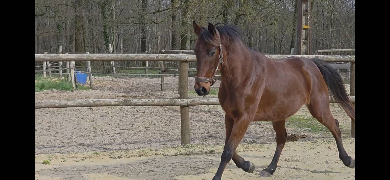 Cheval Trotteur Fran&ccedil;ais 