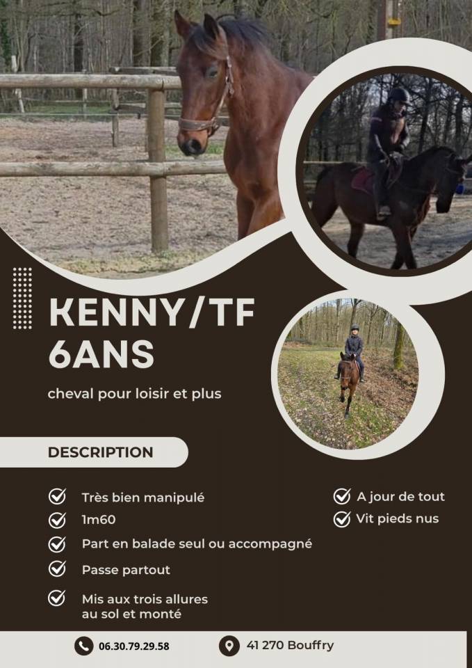Cheval Trotteur Fran&ccedil;ais 